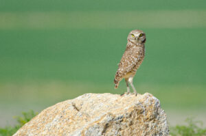 Athene Cunicularia - Burrowing Owl