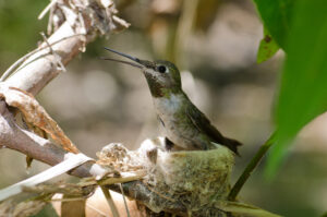 black-chinned hummer